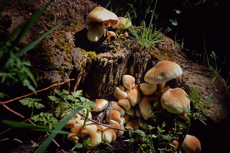 Magic varpet mushroom
